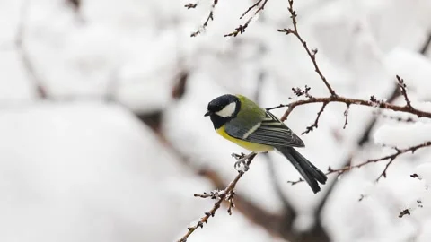 Small Bird tit on the tree branch at city park Stock Footage 169922645
