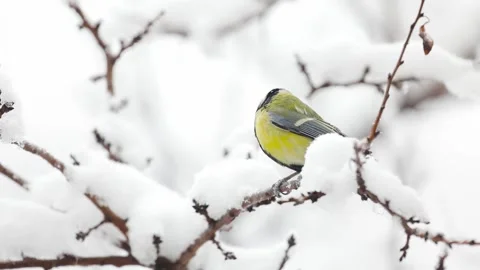 Small Bird tit on the tree branch at city park Stock Footage 169922950