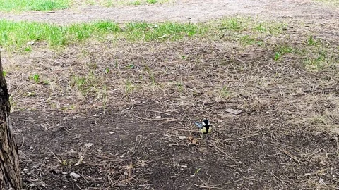 Small bird, a titmouse, is jumping on the ground. The camera zooms in and out Stock-Footage 154758058