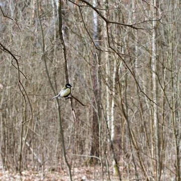 Small bird titmouse sitting on tree branch Stock Photos
