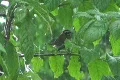 Small bird in tree during rain storm Footage