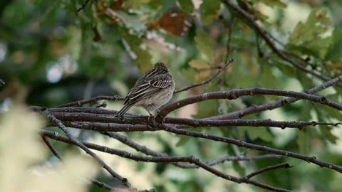 Small Bird On A Tree Stock Footage 140503962