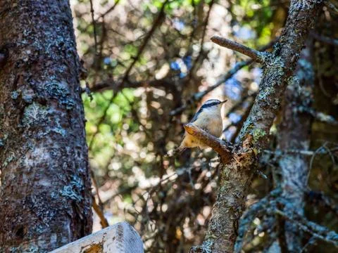 Small Bird in Tree in Forest Stock Photos