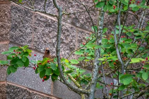 A small bird in a tree Stock Photos