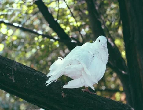Small bird in a tree Stock Photos