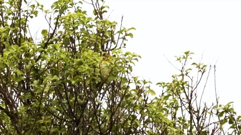 Small Bird In Tree, Silvereye, Zosterops Lateralis Vídeos de archivo 107577989