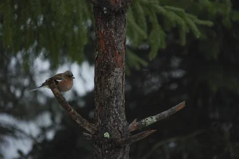 Small bird on tree in winter forest Stock-Fotos