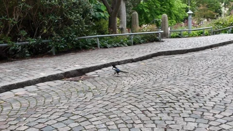 Small Bird Walking Along a Cobblestone Park Path in Gothenburg Vidéo 347679241