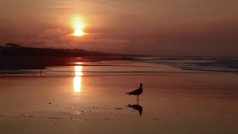 Small bird walking along the shore at sunrise in silhouette Video stock 74664963