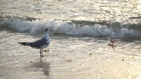 Small bird walking along the waves on the beach Stock Footage 72155336