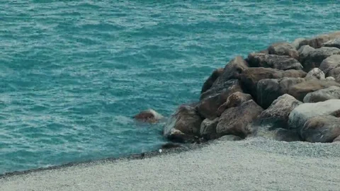 A small bird walking around the Seashore Stock Footage 69168985