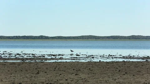 SMALL BIRD WALKING DOWN BEACH AND FEEDING Stock Footage 52305050