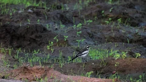 Small Bird Walking on Forest Ground Stock Footage 328957651