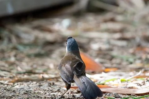 Small Bird Walking On Forest Ground Stock Photos