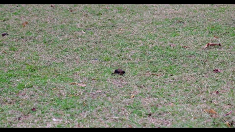 Small Bird Walking on Grass in Open Field, No People Stock Footage 330411768