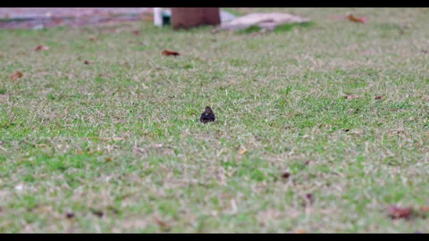 Small Bird Walking on Grass in Open Field, No People Stock Footage 330414346