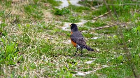 A small bird is walking on the grass Stock Photos