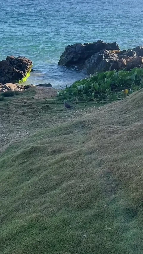Small Bird Walking on Grassy Hill near Ocean and Rocks on Beach Stock Footage 343440888