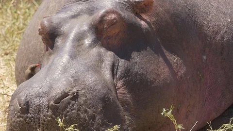Small bird walking on a rhinos head Stock Footage 130089239