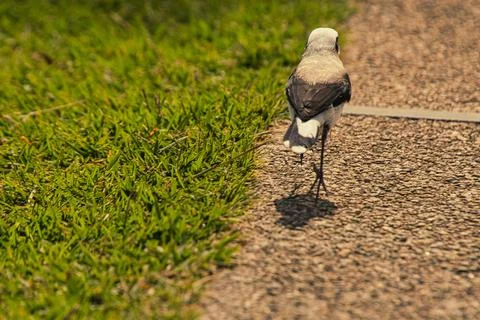 A small bird is walking on a sidewalk Stock Photos