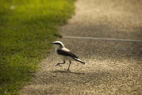 A small bird is walking on a sidewalk Stock Photos