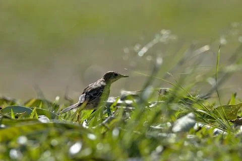 A small bird is walking through tall grass Stock Photos