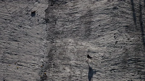 A small bird walks on a flat gray rock from right to left, slow motion Stock Footage 256083526