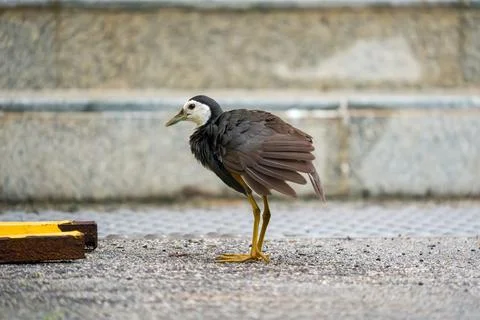 Small bird walks on a paved surface Фото