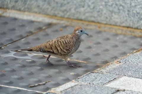 Small bird walks on a textured pavement Stock Photos
