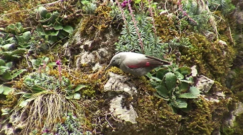 Small bird Wallcreeper walking on the mountain rocks Stock-Footage 42093284