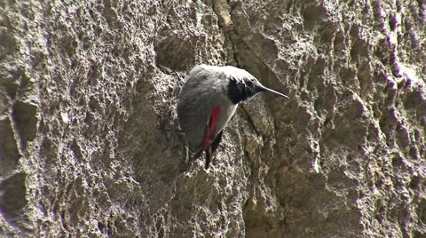 Small bird Wallcreeper walking on the mountain rocks Stock-Footage 42093534