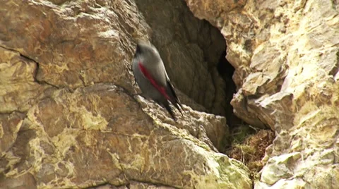 Small bird Wallcreeper walking on the mountain rocks Stock Footage 42094456