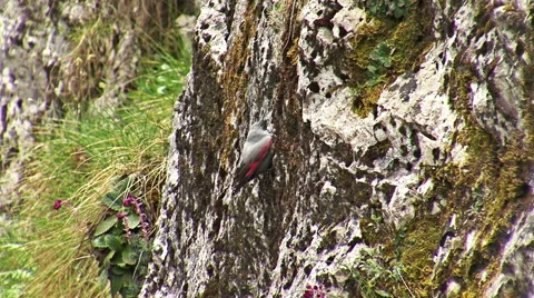 Small bird Wallcreeper walking on the mountain rocks Stock Footage 42094705