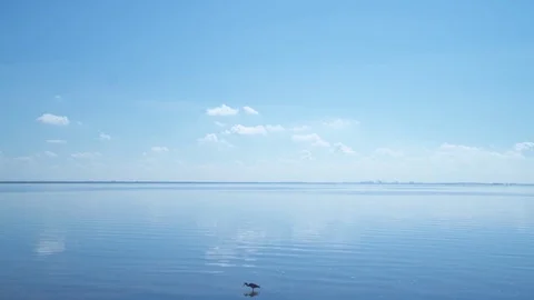 Small Bird In Water [4K] Stock Footage 80007380
