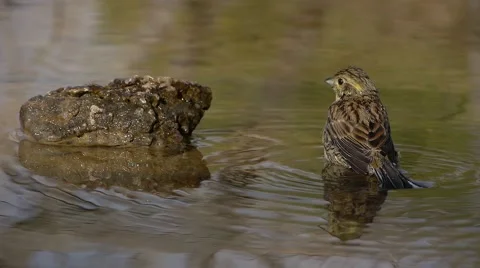 Small Bird In Water Stock Footage 45963225