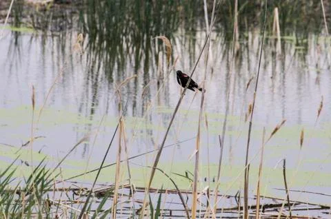 Small Bird by Water Foto stock