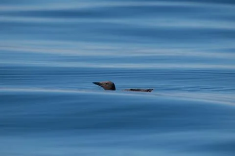 Small Bird on Water Stock Photos