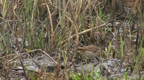 Small bird Water pipit finding insects in mud lake 動画素材 43882143
