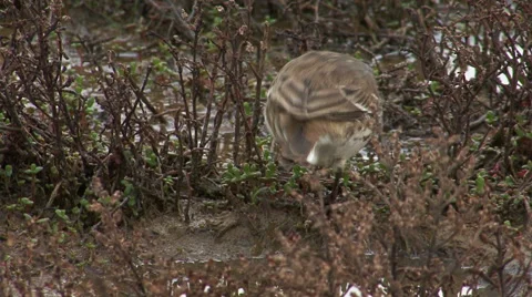 Small bird Water pipit finding insects in mud lake Stock Footage 43882494
