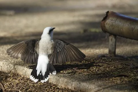 A small bird with a white tail is standing on a sidewalk Stock Photos