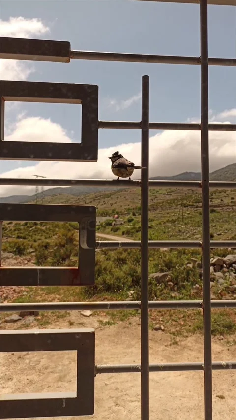 Small Bird on Window Grid. Stock Footage 334345123