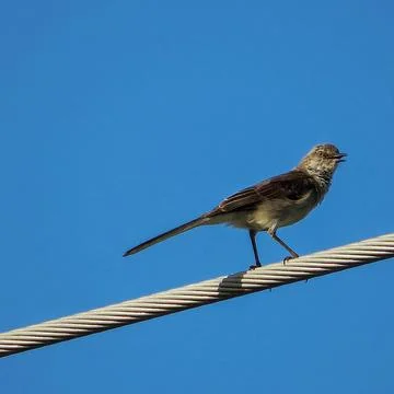 Small bird on wire Stock Photos
