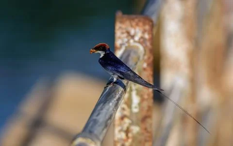 Small bird, Wire-tailed Swallow, Hirundo smithii, perched Foto stock