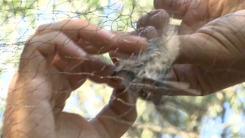 A small bird wrapped in a net and a man releases it Vidéo 116092710