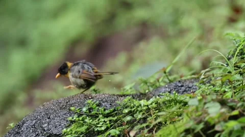 A small bird with yellow and grey plumage perched on a mossy rock Видео 336033526