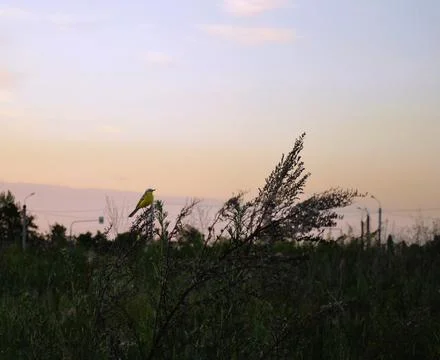 A small bird with a yellow belly sits on the top of a plant against Stock-Fotos