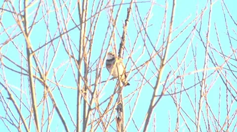 Small bird,branch, Stock Footage 21699882