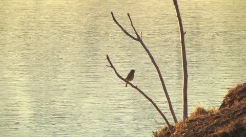 Small bird,branch,fly away, perched on, Stock Footage 21721307
