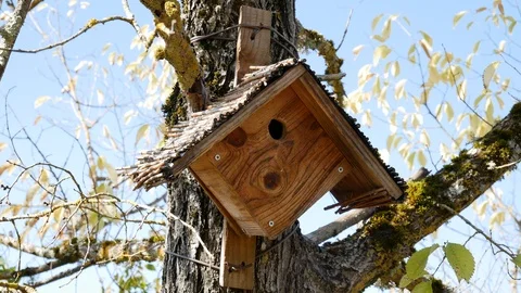 Small birdhouse built into a tree fork 動画素材 96018364