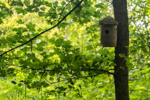 Small birdhouse in the forest Foto stock